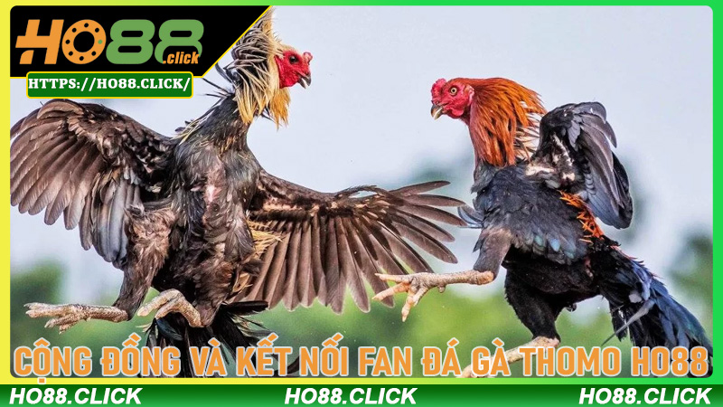 Cộng đồng và kết nối fan Đá gà thomo Ho88